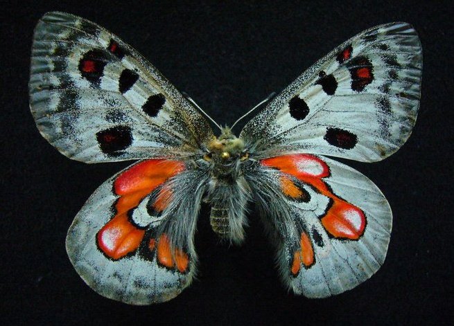 Parnassius wiscotti (gynandromorph, Alex Bic) (Internet Image property of respective owner, non-commercial use only)